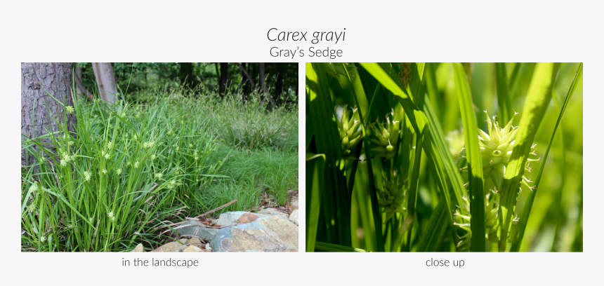 Sweet Grass, HD Png Download, Free Download