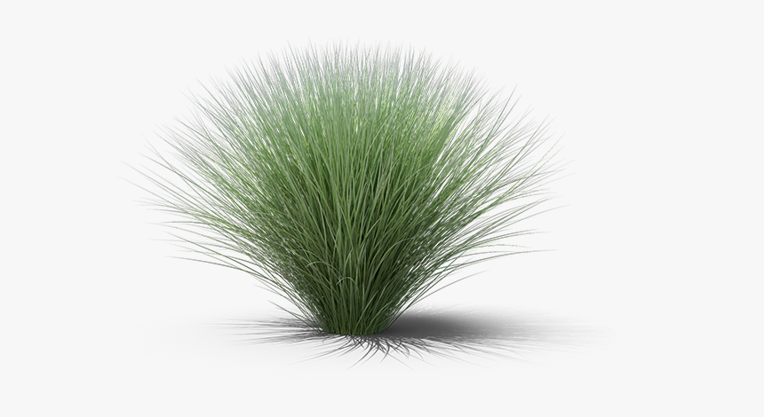 Sweet Grass, HD Png Download, Free Download