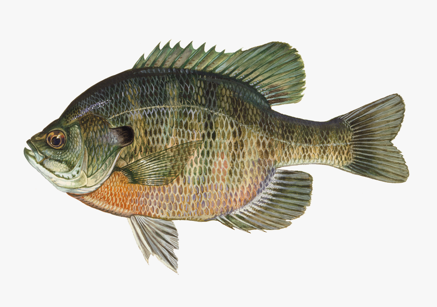 Discover The Popular Best - Bluegill Fish, HD Png Download, Free Download