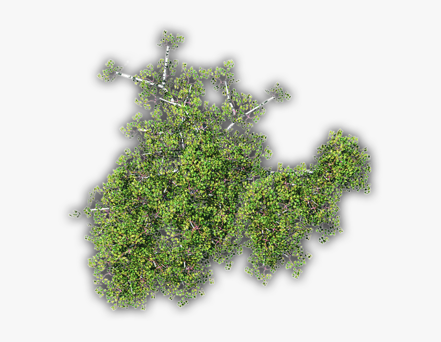 Grass, HD Png Download, Free Download