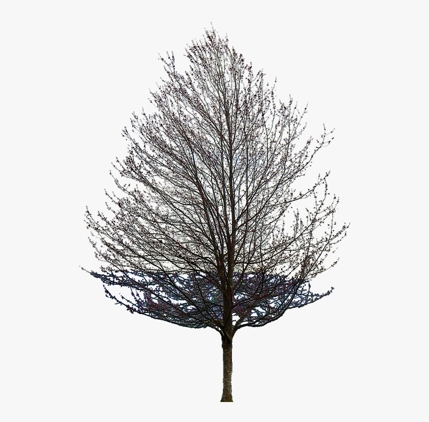 Tree - Trees Without Leaves Png, Transparent Png, Free Download