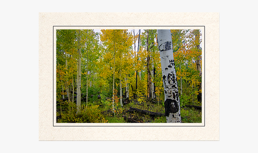 Aspen Glory - Picture Frame, HD Png Download, Free Download