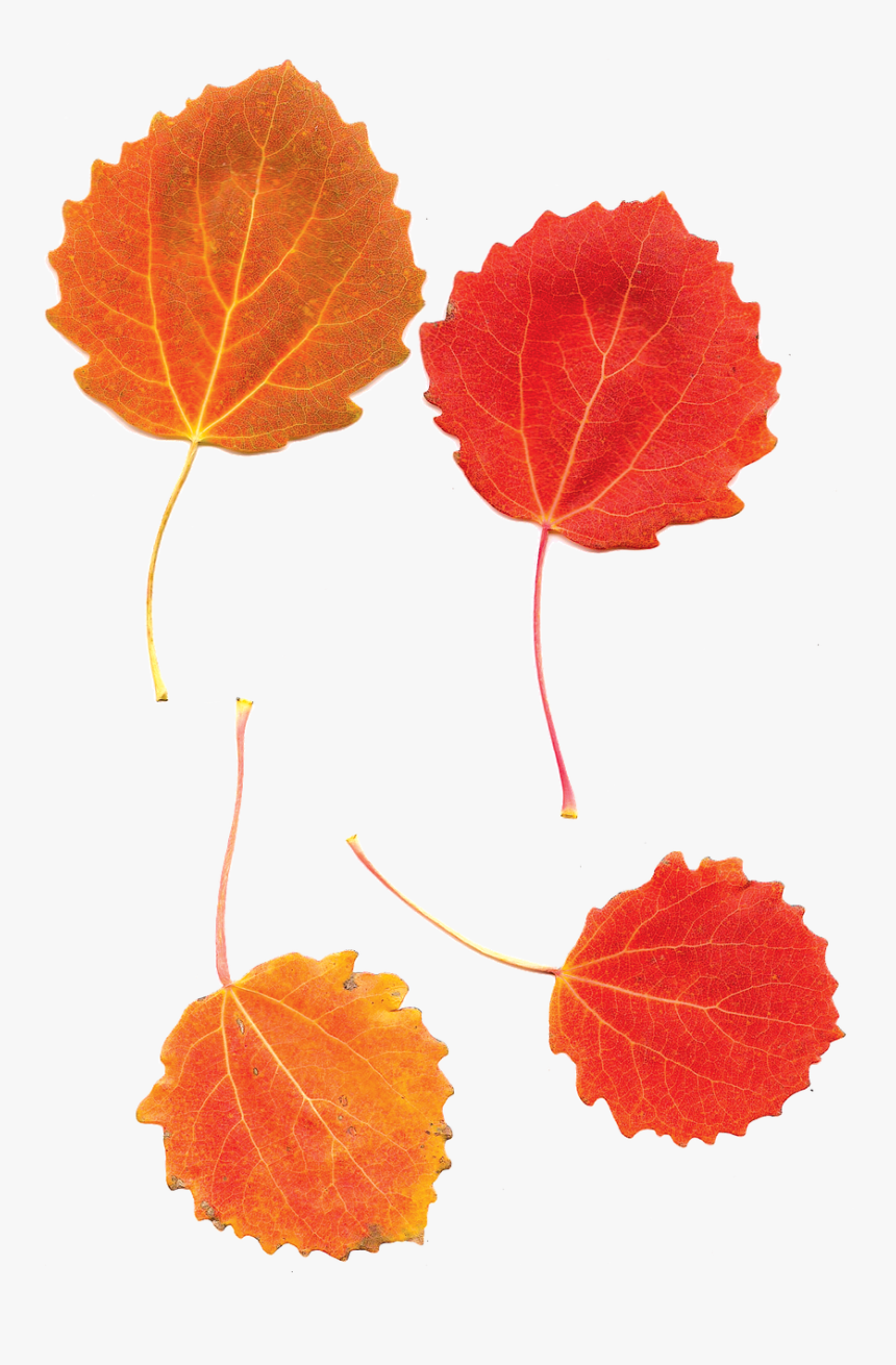 Aspens Aspen Leaves Fall Free Photo - Aspen Leaf Autumn, HD Png Download, Free Download