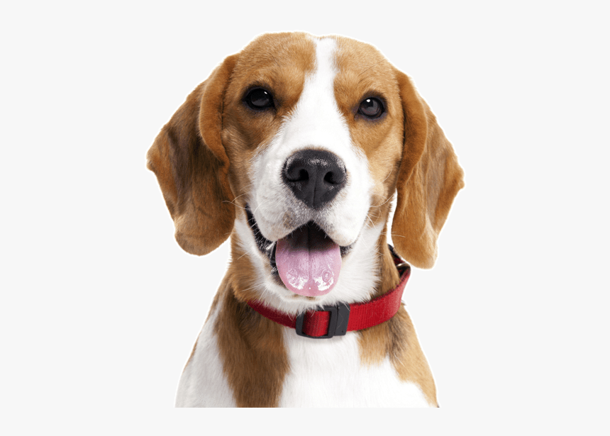 Beagle Png, Transparent Png, Free Download