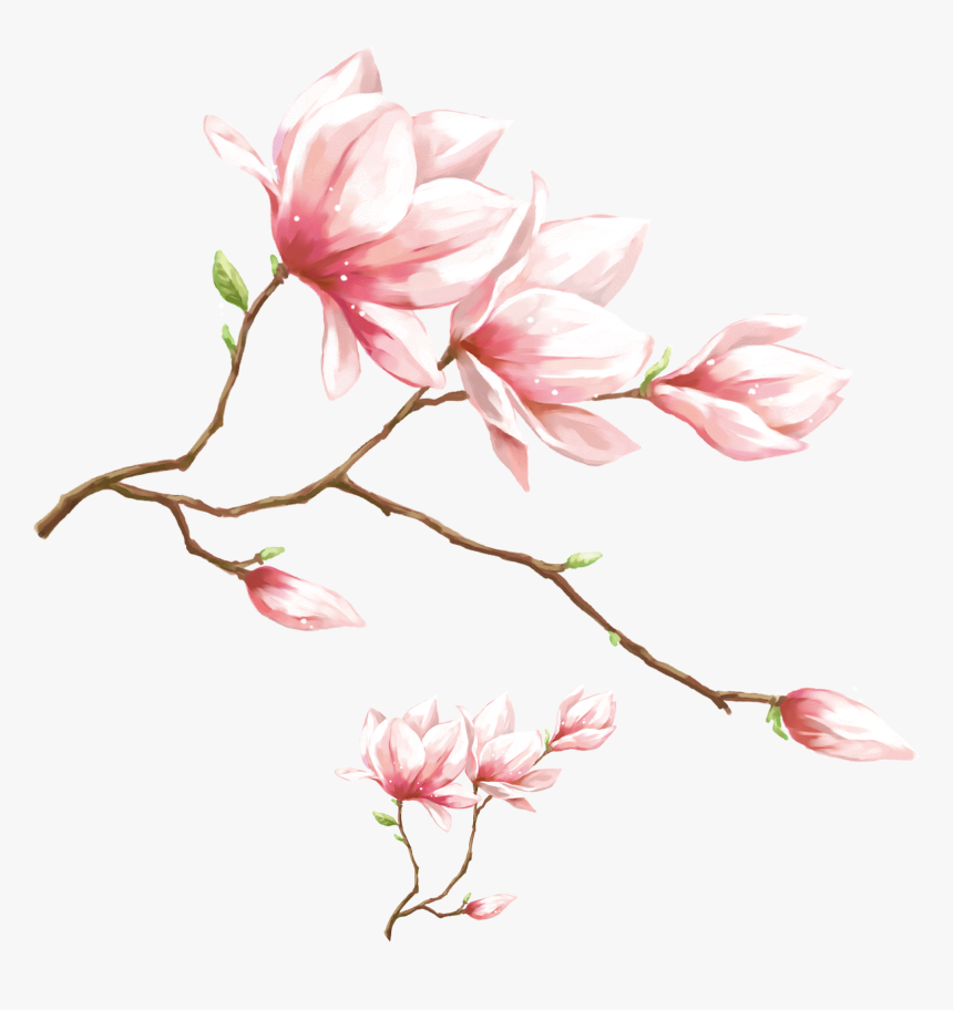 Transparent Magnolia Png - Pink Magnolia Flower Png, Png Download, Free Download