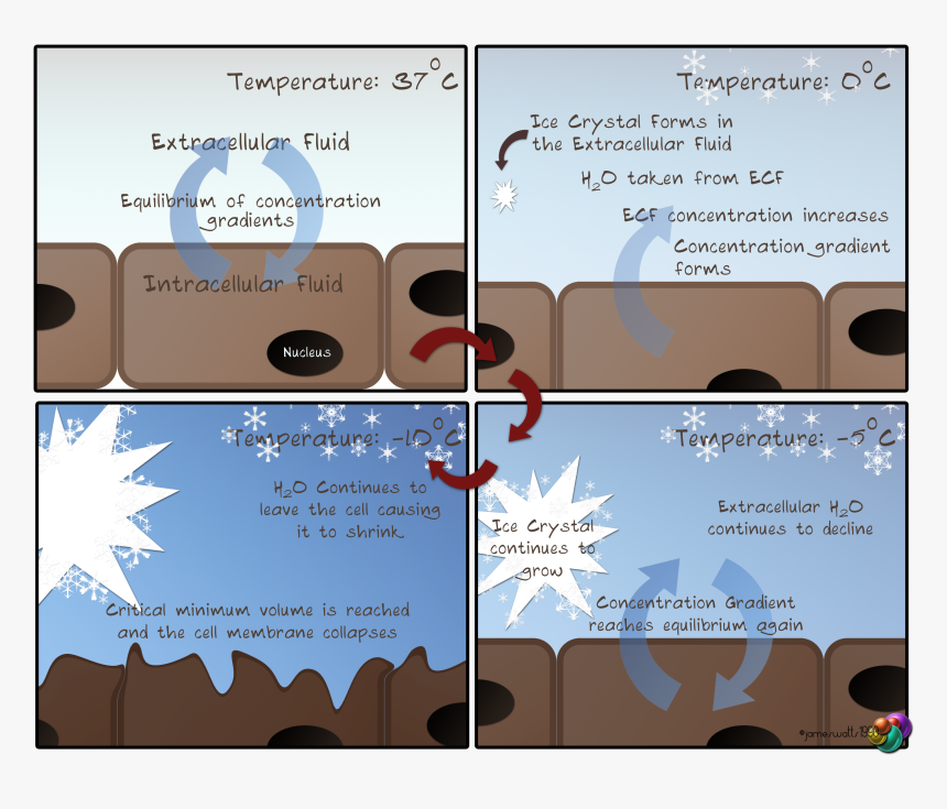 Osmotic Shock Cell Disruption, HD Png Download, Free Download