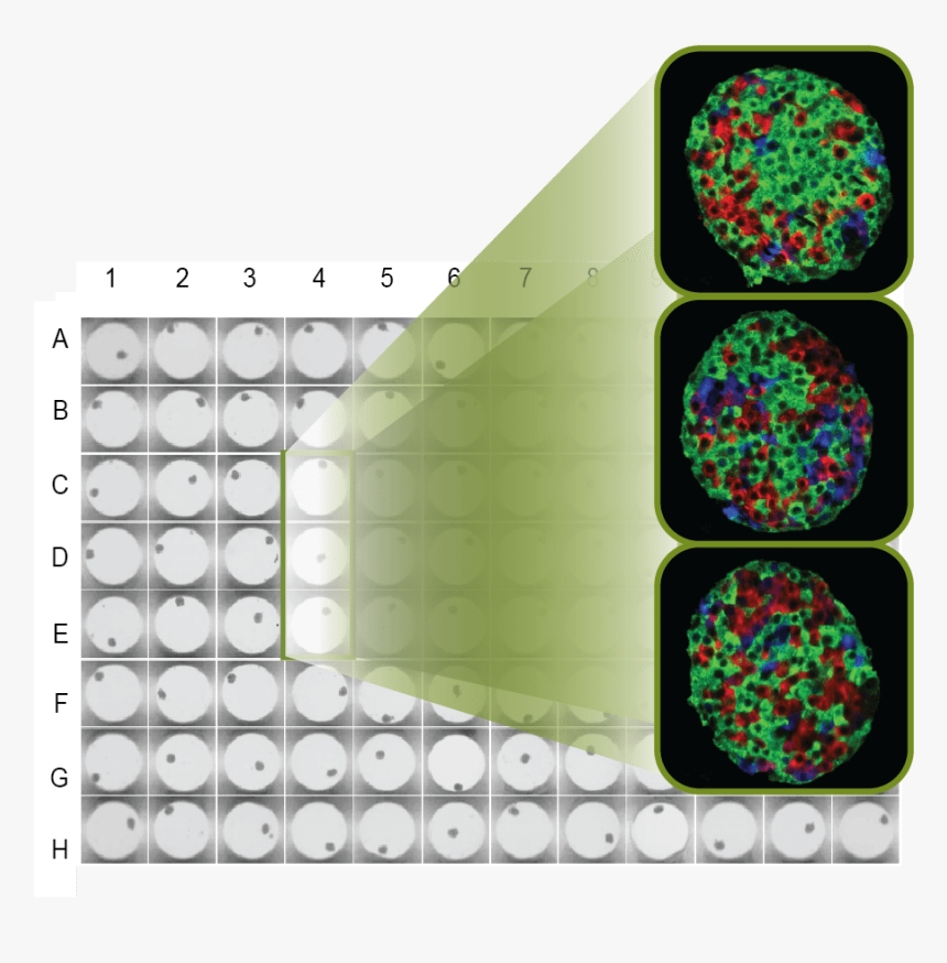 Stop Hand Picking Islets And Substantially Reduce Assay - Islets 3d, HD Png Download, Free Download