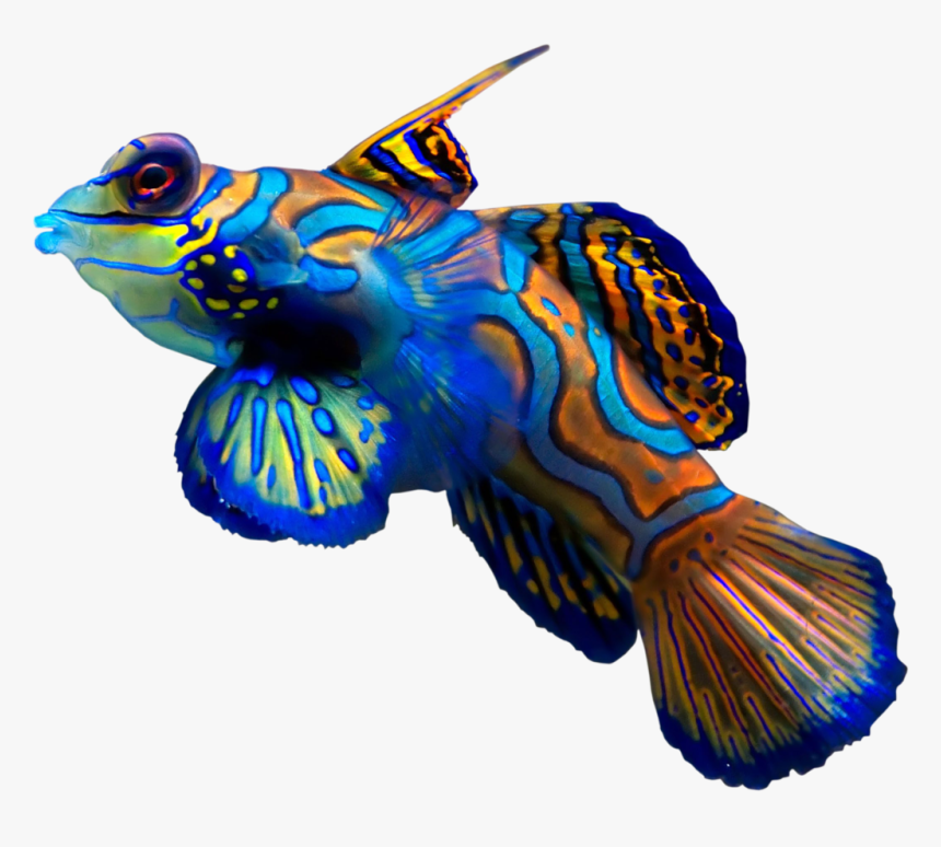 Synchiropus Splendidus, HD Png Download, Free Download