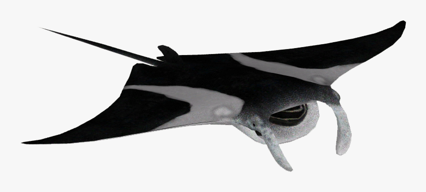 Reef Manta Ray - European Swallow, HD Png Download, Free Download