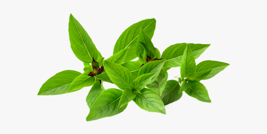 Thai Basil - Thai Basil Png, Transparent Png, Free Download