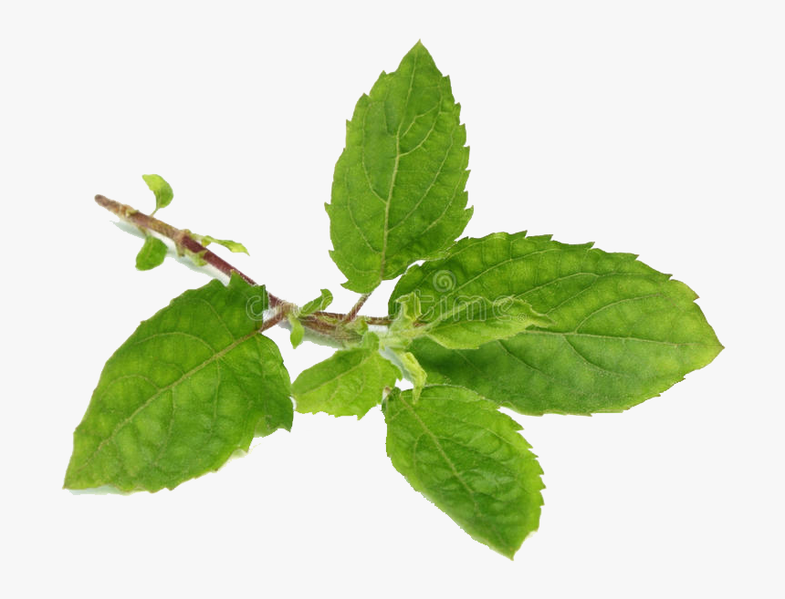 Holy Basil Free Png Holy Basil Leaf Transparent Png kindpng