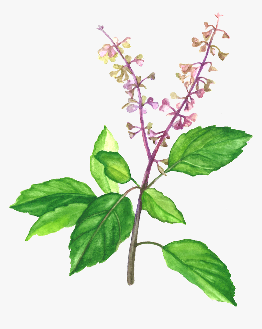 Holy Basil , Png Download - Holy Basil, Transparent Png, Free Download