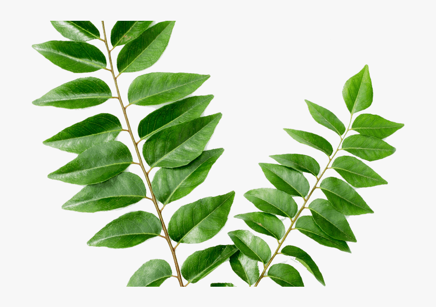 Curry Leaves करी पत्ता - Leaves Curry, HD Png Download, Free Download