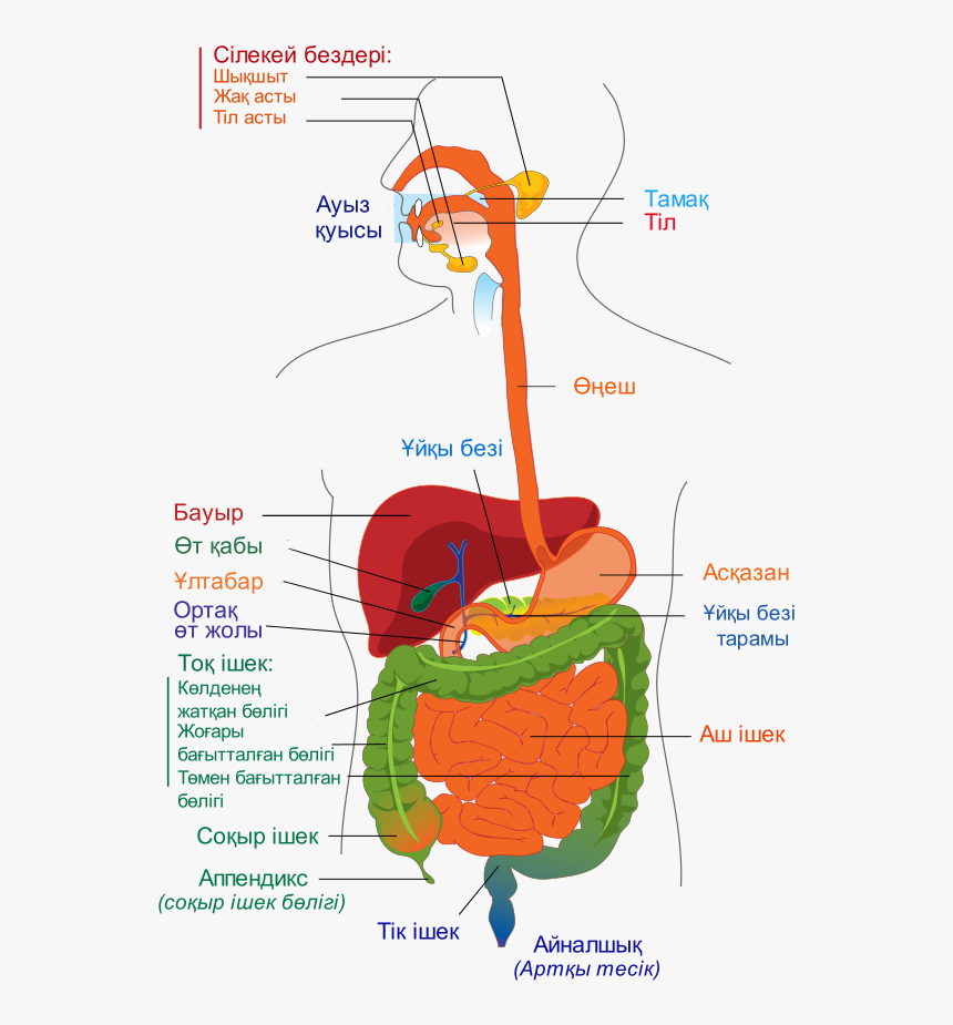 Digestive System Diagram Kk - Cardiovascular Respiratory And Digestive Systems, HD Png Download, Free Download