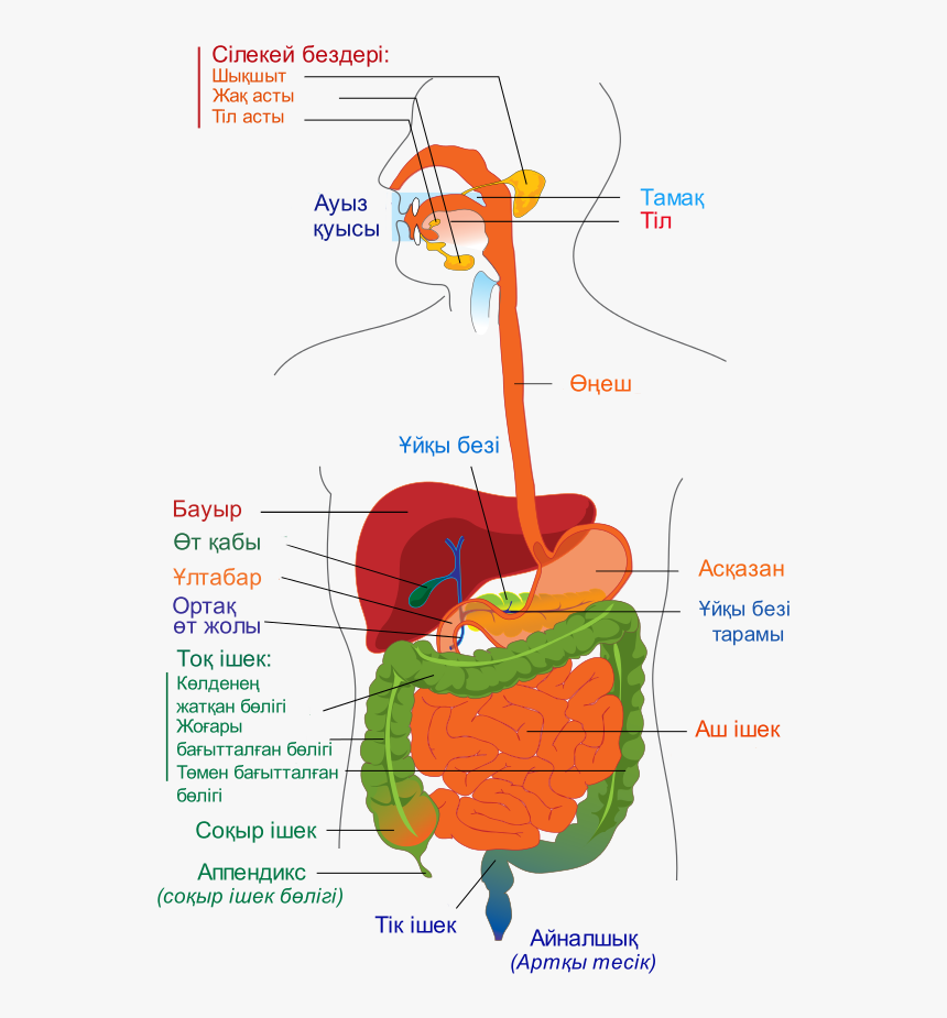 Digestive System Respiratory System Anatomy Posters A