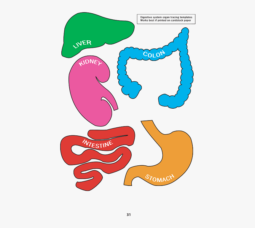 Transparent Digestive System Png - Digestive System Model Pdf, Png Download, Free Download