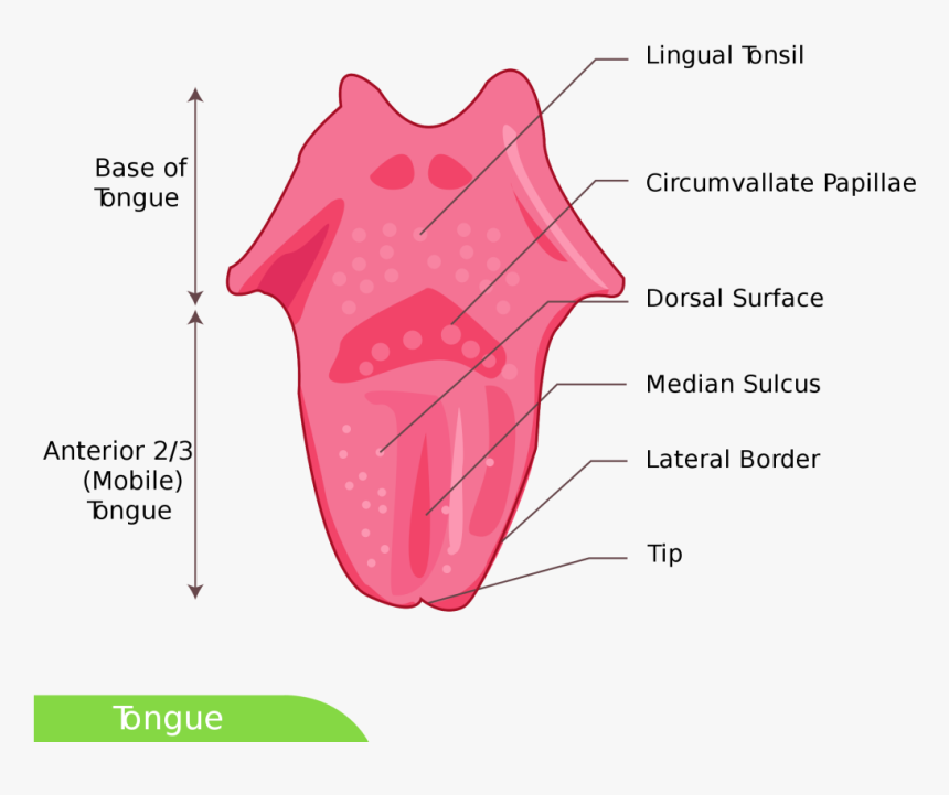 Tongue-facts - Anterior Tongue, HD Png Download, Free Download