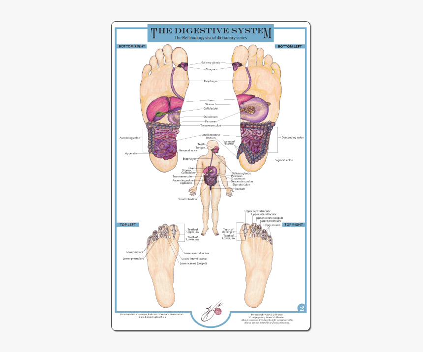 Reflexology And The Digestive System Hd Png Download Kindpng 