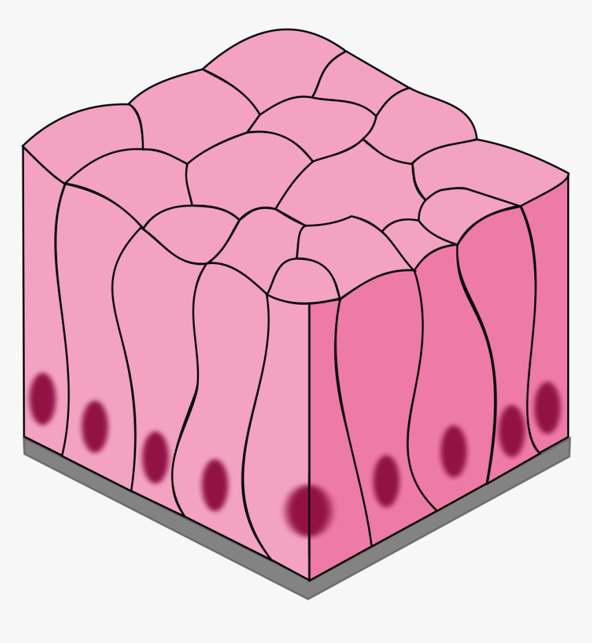 Simple Epithelial Tissue Diagram, HD Png Download kindpng