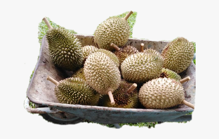 #durian - Durian, HD Png Download, Free Download