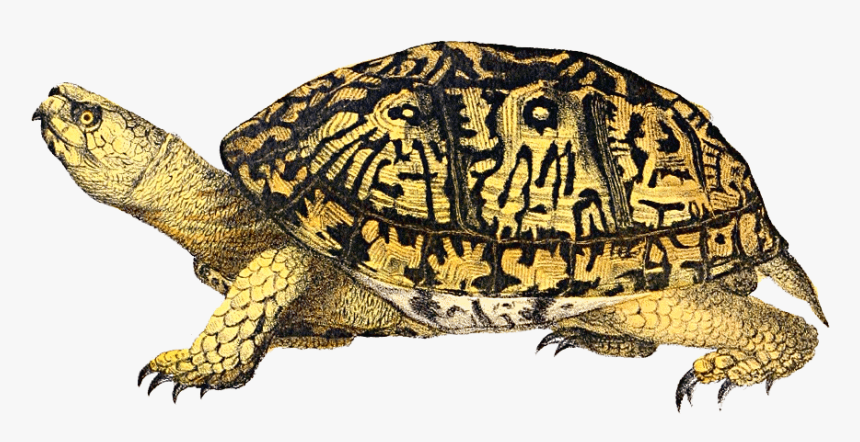 Box Clip Art Images - Eastern Box Turtle Png, Transparent Png, Free Download