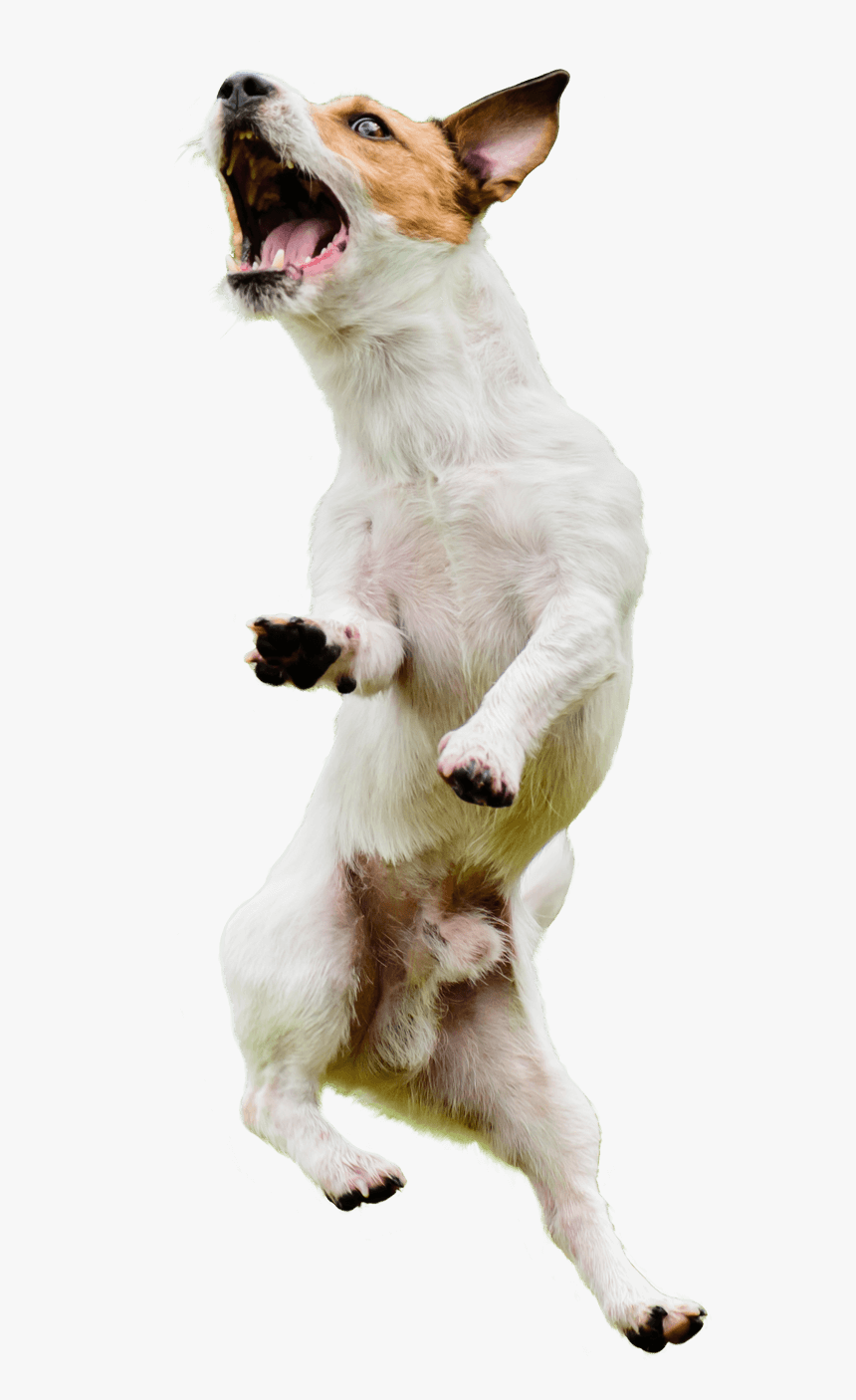 Jumping Dog Png - Dog Jumping Transparent Background, Png Download, Free Download
