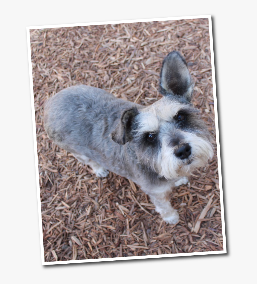 Transparent Funny Dog Png - Small Terrier, Png Download, Free Download