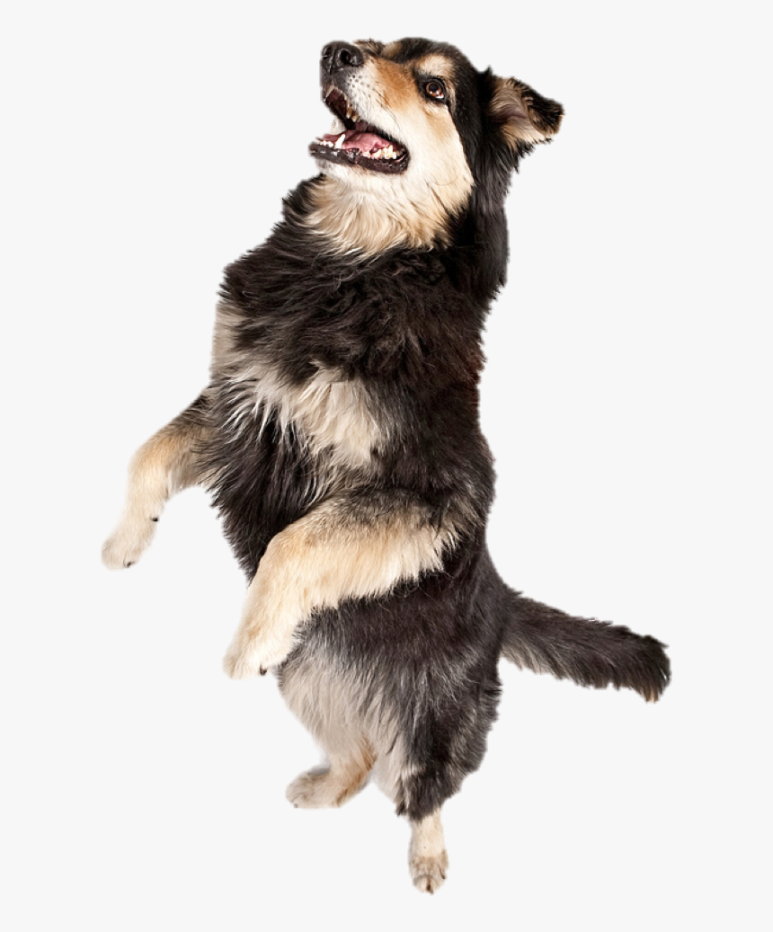 Dancing Dog Png - Dog Dancing We No Speak Americano, Transparent Png, Free Download