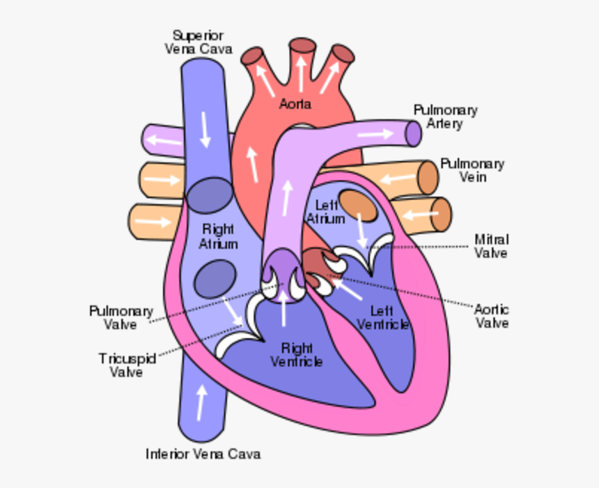 Heart Circulation, HD Png Download, Free Download