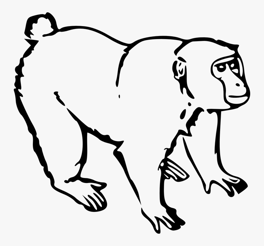 Monkey, Animal, Jungle, Mammal, Wildlife, Wild - Monkey Black And White Clipart, HD Png Download, Free Download