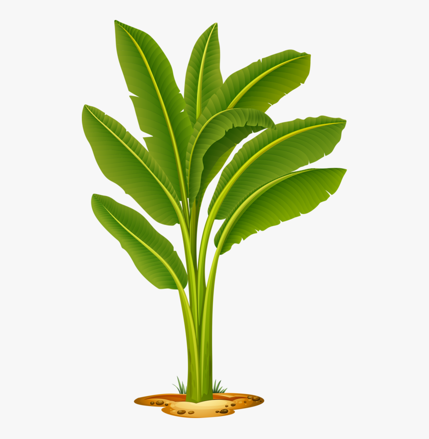 Transparent Plant A Tree Clipart - Banana Tree Images Png, Png Download, Free Download