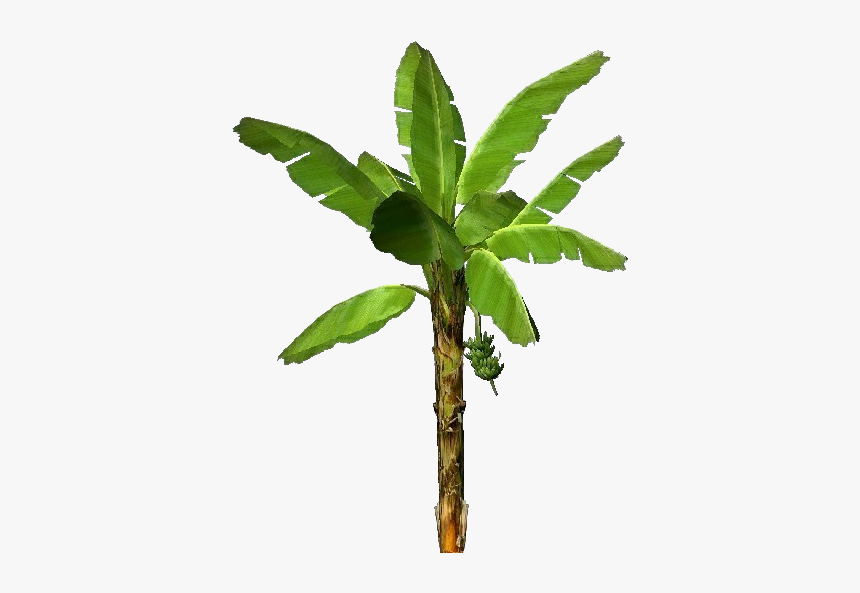 3d Trees - Banana - Acca Software - Twig, HD Png Download, Free Download