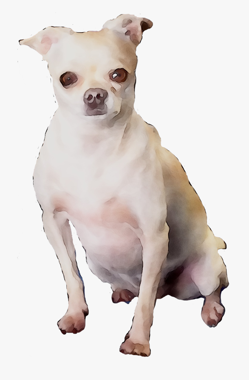 Chihuahua Breed Dog Companion Toy Puppy Clipart - Companion Dog, HD Png Download, Free Download