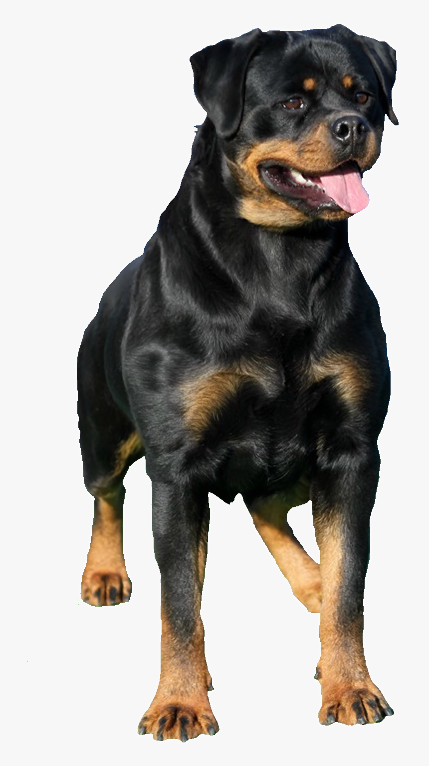 Rottweiler Png , Png Download - Rottweiler Png, Transparent Png, Free Download