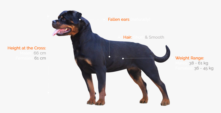 Rottweiler, HD Png Download, Free Download