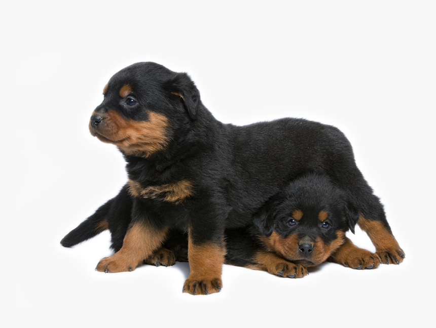 Rottweiler Transparent, HD Png Download, Free Download