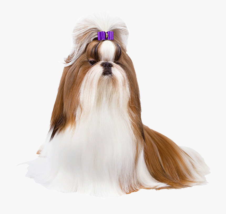 Shitizu Png , Png Download - Shih Tzu Png, Transparent Png, Free Download