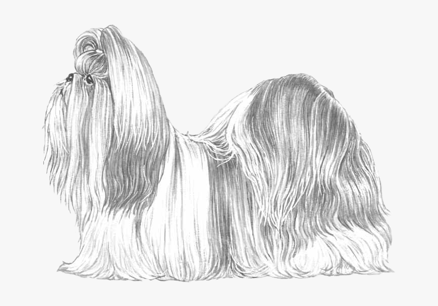 Shih Tzu Padrão Da Raça, HD Png Download, Free Download