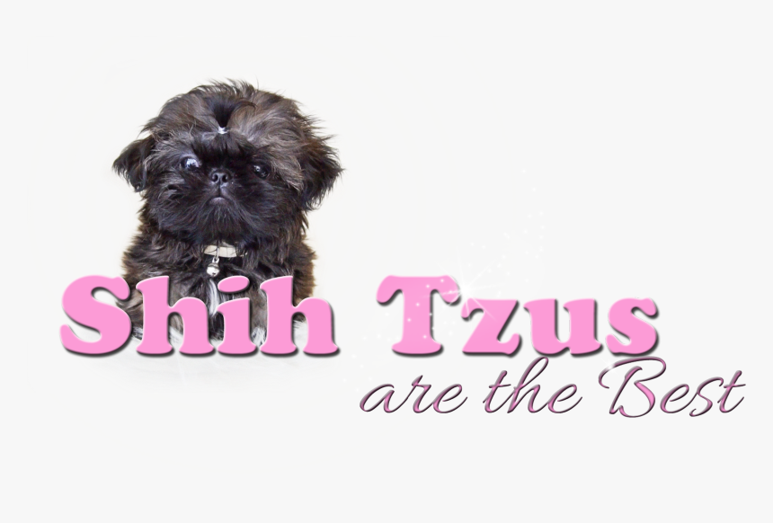 Shih-poo, HD Png Download, Free Download