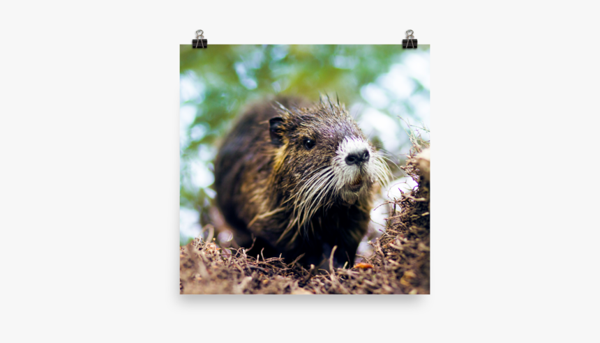 Punxsutawney Phil, HD Png Download, Free Download