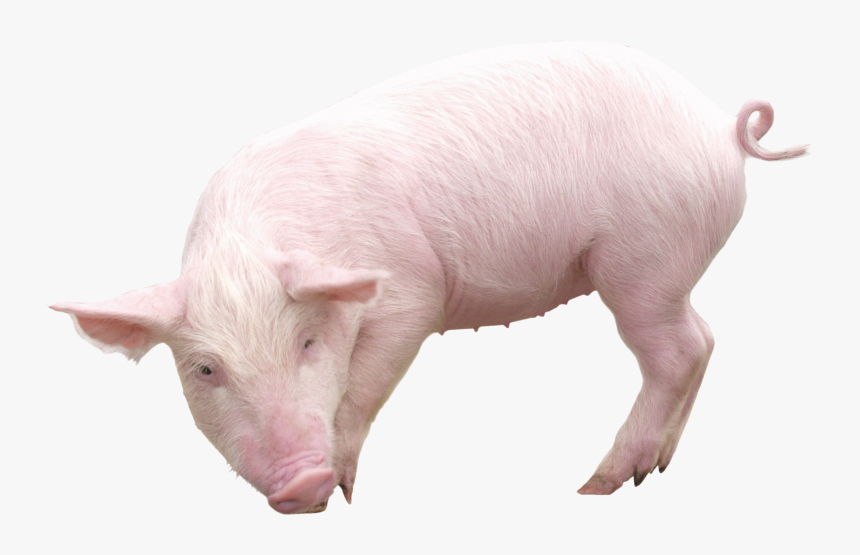 Pig Png, Transparent Png, Free Download