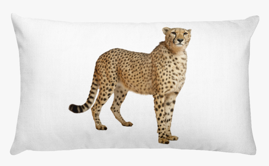 Cheetah Print Rectangular Pillow - Cheetah With White Background, HD Png Download, Free Download