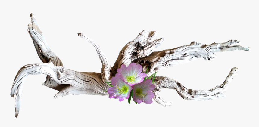 Pink, Flowers, With, Driftwood - Bois Flotté Avec Fleurs, HD Png Download, Free Download