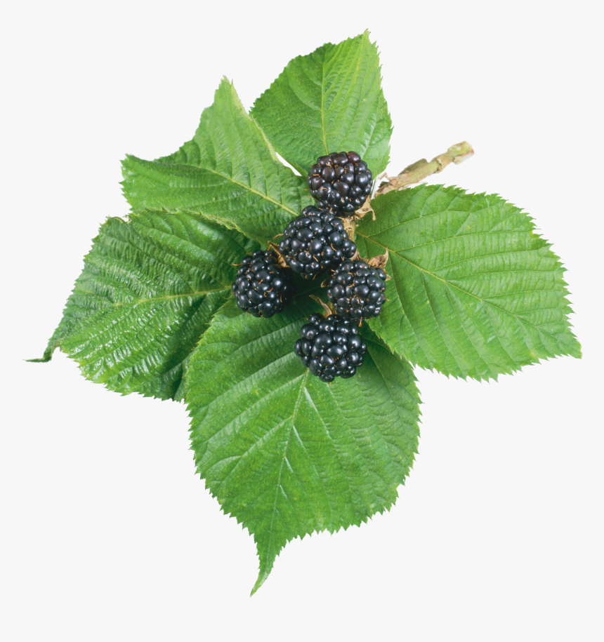 Blackberry Png - Blackberry Leaf Png, Transparent Png, Free Download