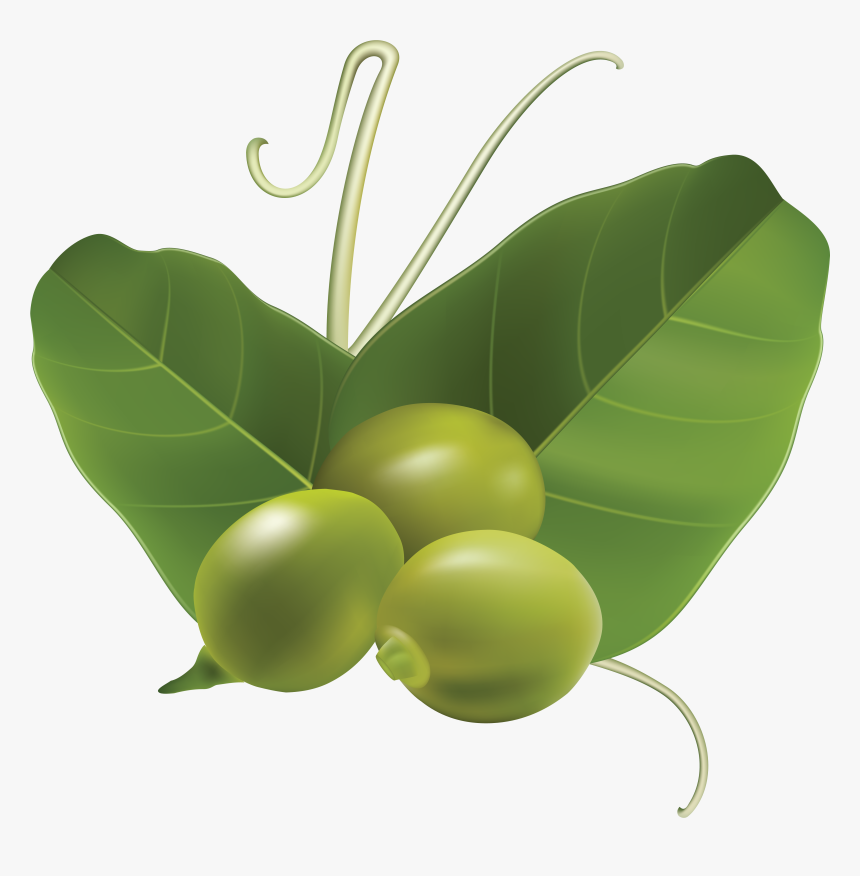 Pea Png - Картинка Горошина Пнг, Transparent Png, Free Download