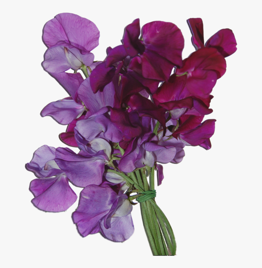 Sweet Pea Bouquet & Botanical Brush - Sweet Pea Flowers Png, Transparent Png, Free Download