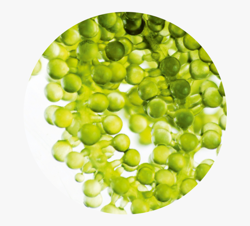 Transparent Caviar Png - Snap Pea, Png Download, Free Download