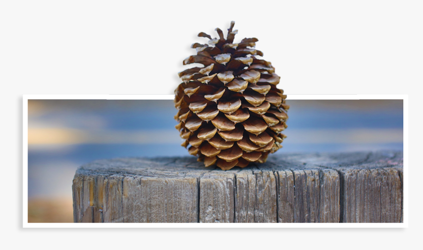 Transparent Pinecone Png - Una Piña De Pino, Png Download, Free Download