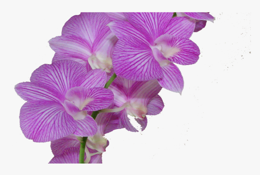 Flower,flowering Orchid,orchids Of The Stem,sweet Peas,herbaceous