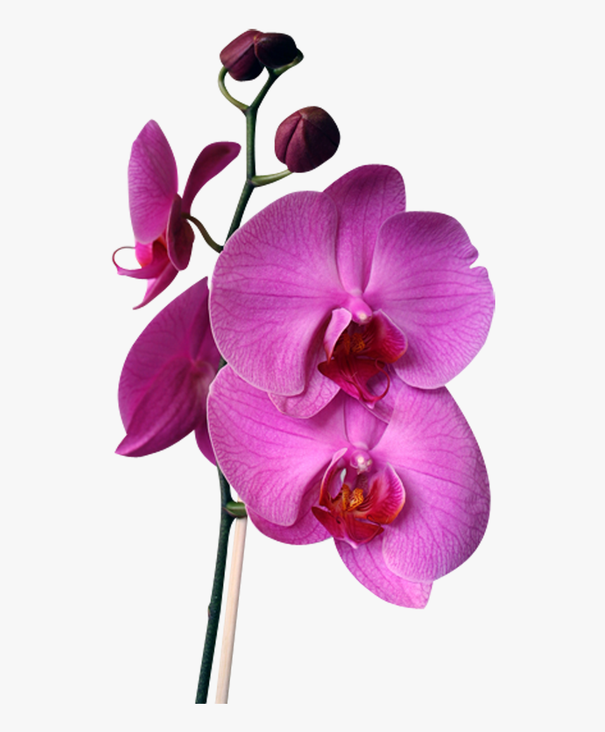 Png Beautiful Orchids - Orchids, Transparent Png, Free Download